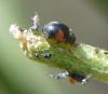 Scymnus interruptus